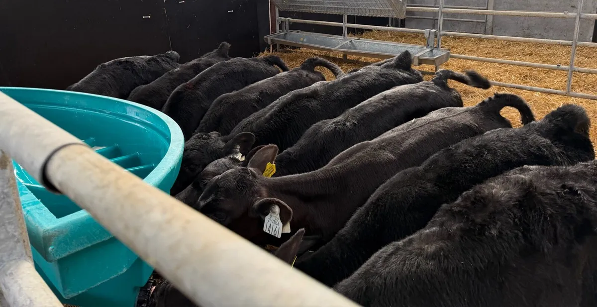 10 Angus Heifer Calves - Image 1