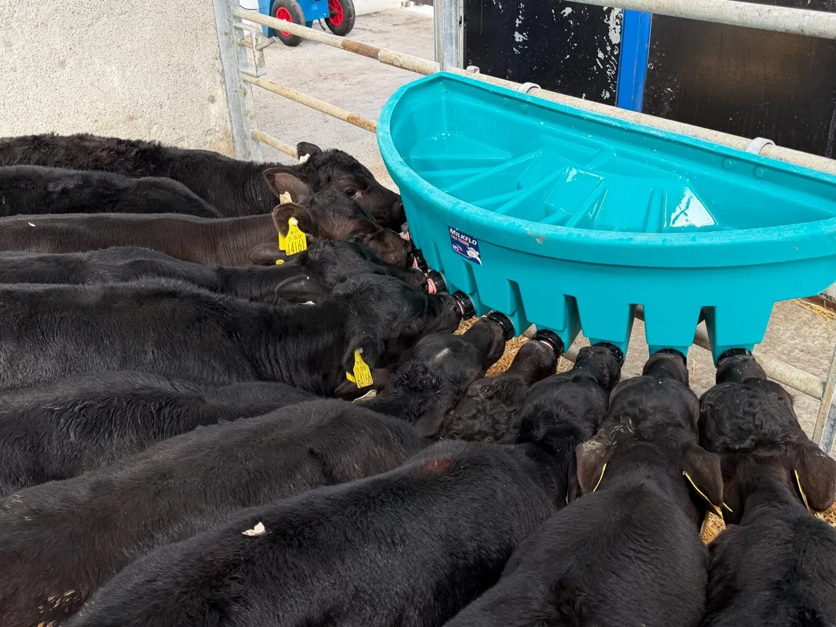 10 Angus Heifer Calves - Image 2