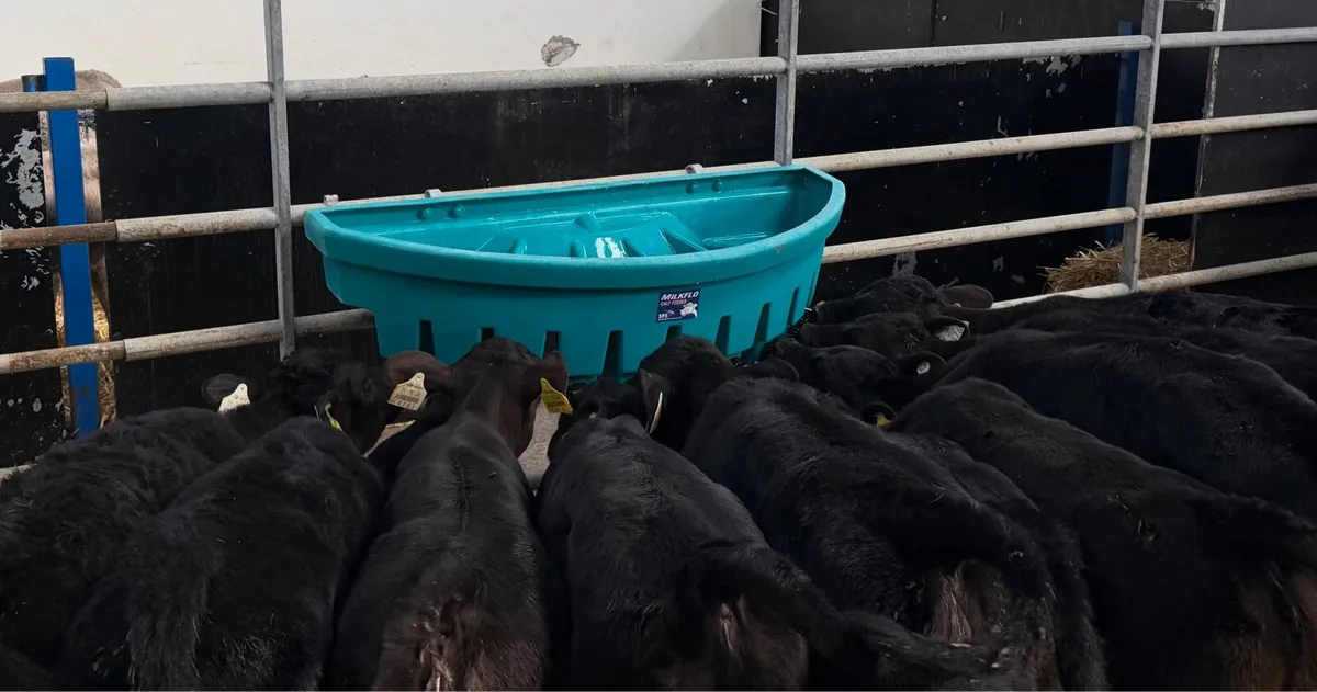 10 Angus Heifer Calves - Image 3