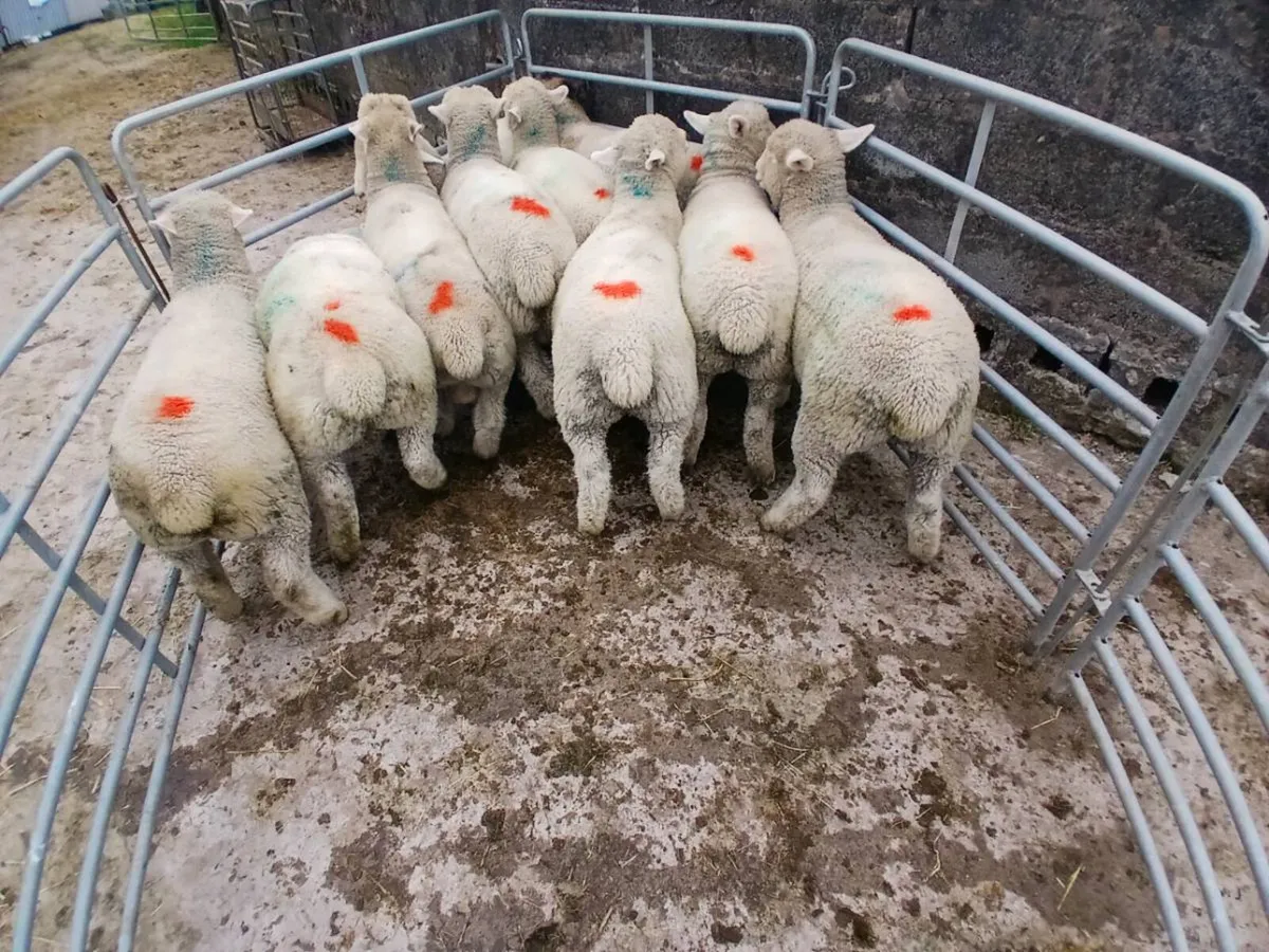 Spring lamb - Image 1