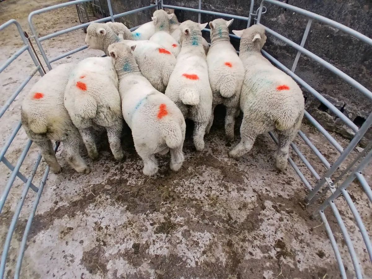 Spring lamb - Image 2