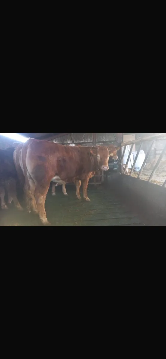 Limousin Heifers 🌟 ⭐🌟 ⭐ 🌟 - Image 1