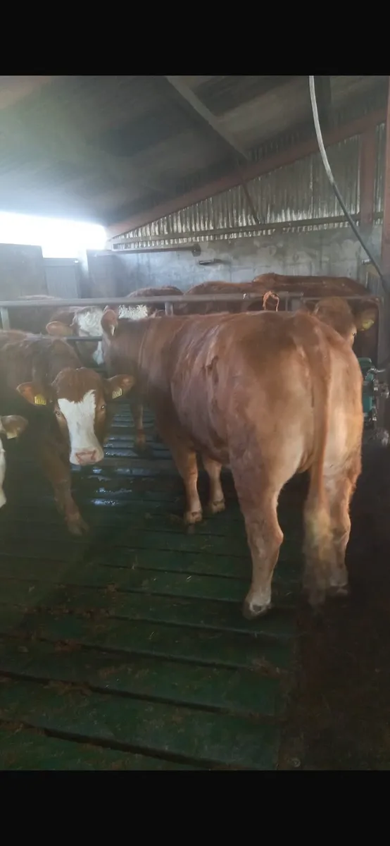 Limousin Heifers 🌟 ⭐🌟 ⭐ 🌟 - Image 3