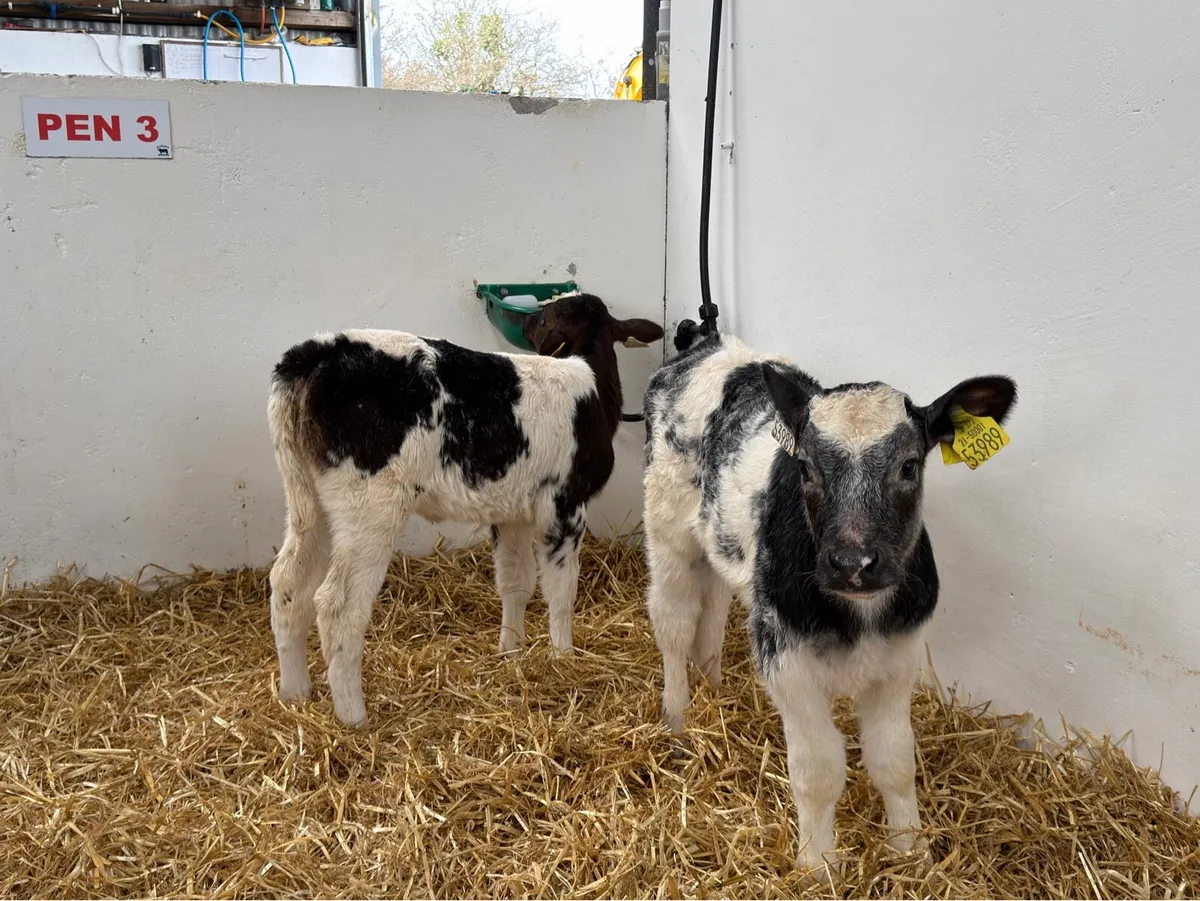 2 Belgian Blue Heifers - Image 1