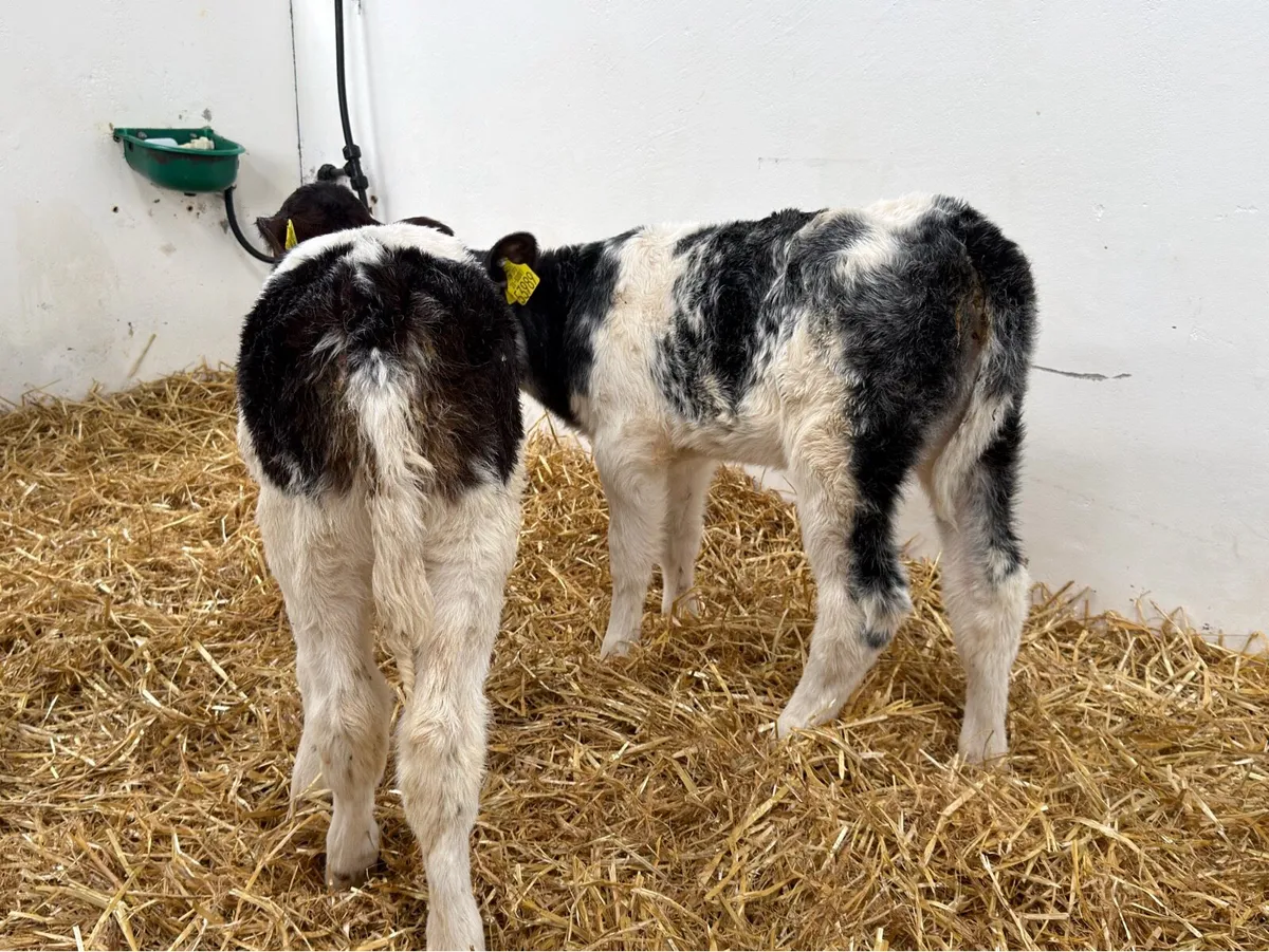 2 Belgian Blue Heifers - Image 2
