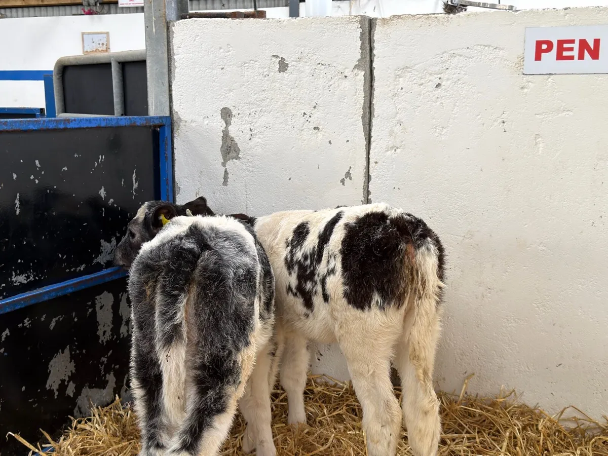 2 Belgian Blue Heifers - Image 4