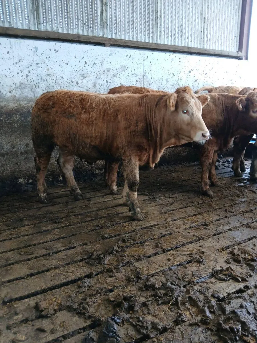 Charolais Heifers - Image 1