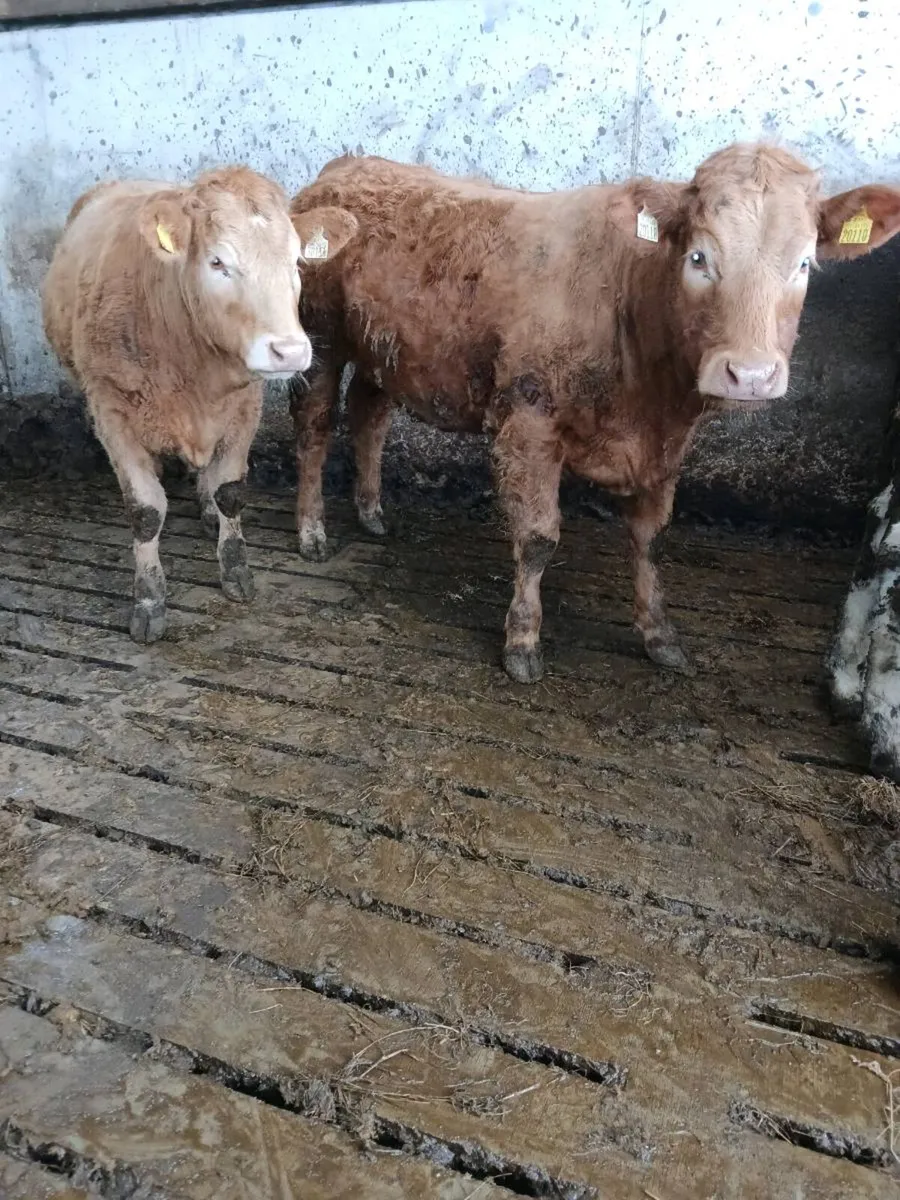 Charolais Heifers - Image 4