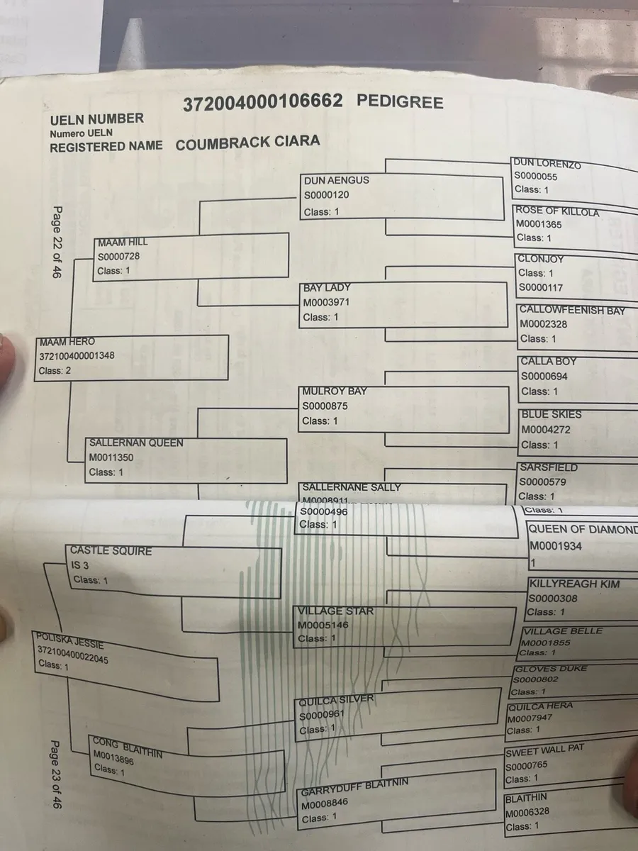 Connemara In Foal Mare - Image 3