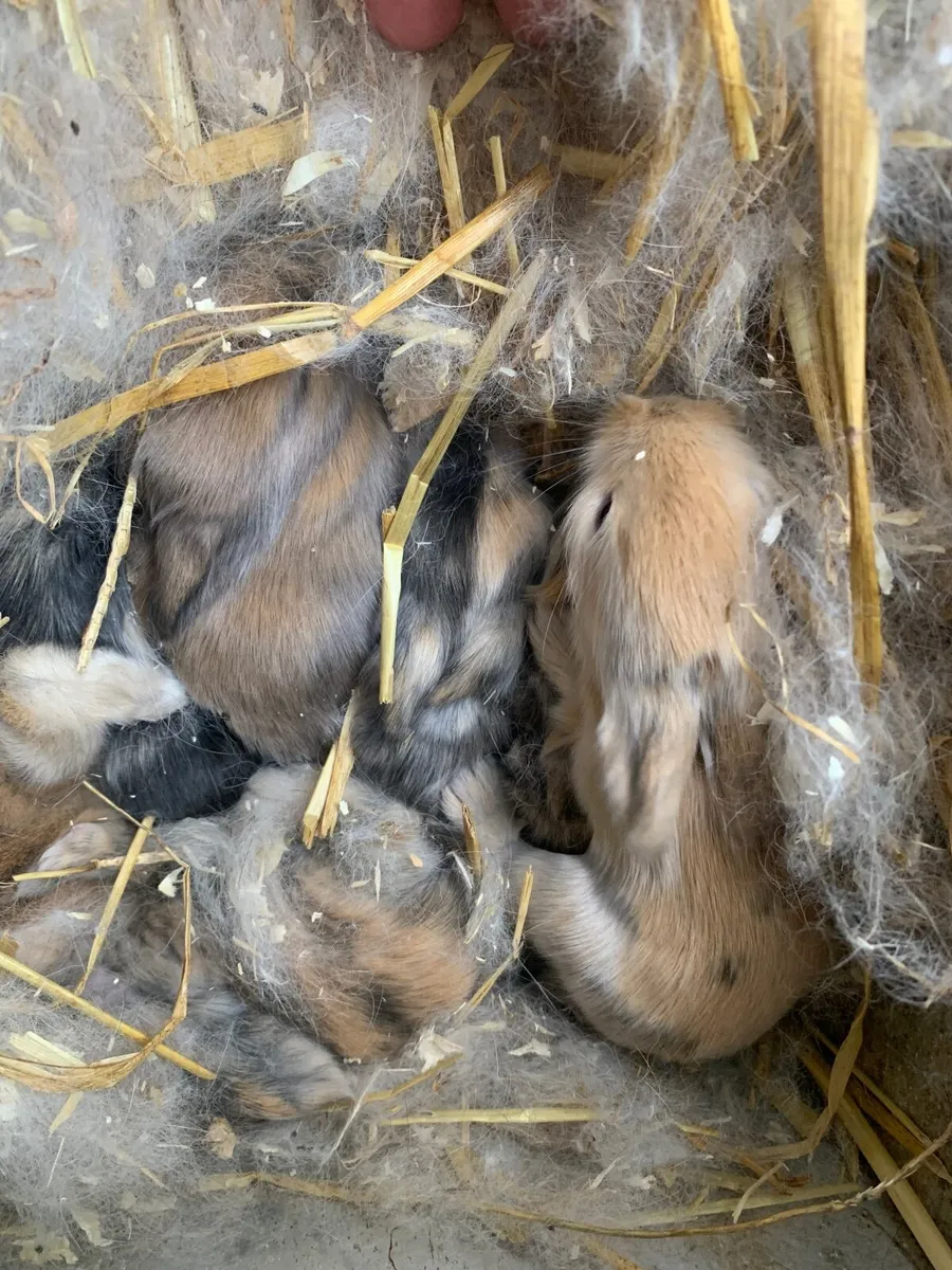 Rabbits and Hutches - Image 1