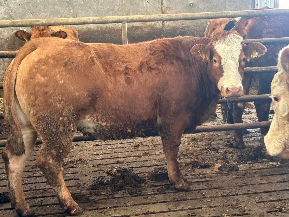 20first and second limousine incalf sucklers - Image 2