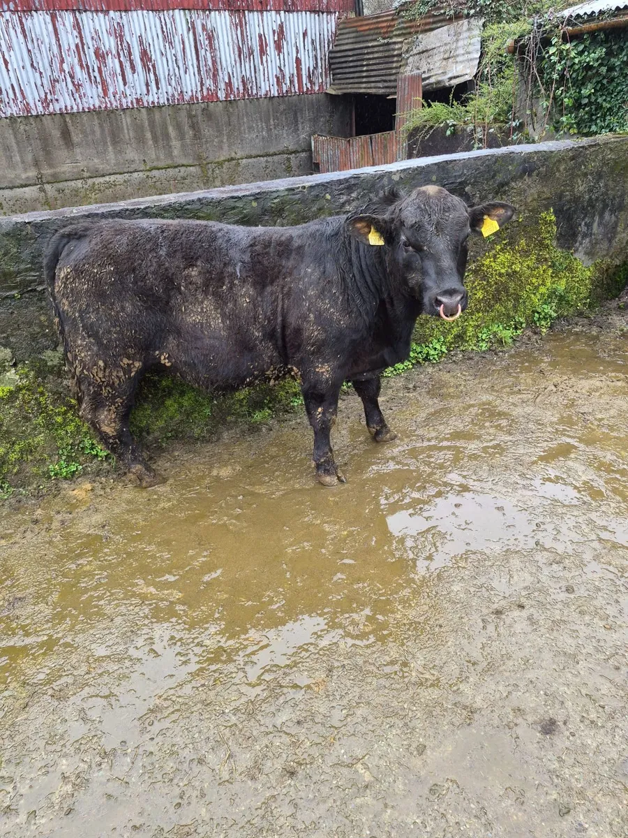 Pedigree angus bulls - Image 1