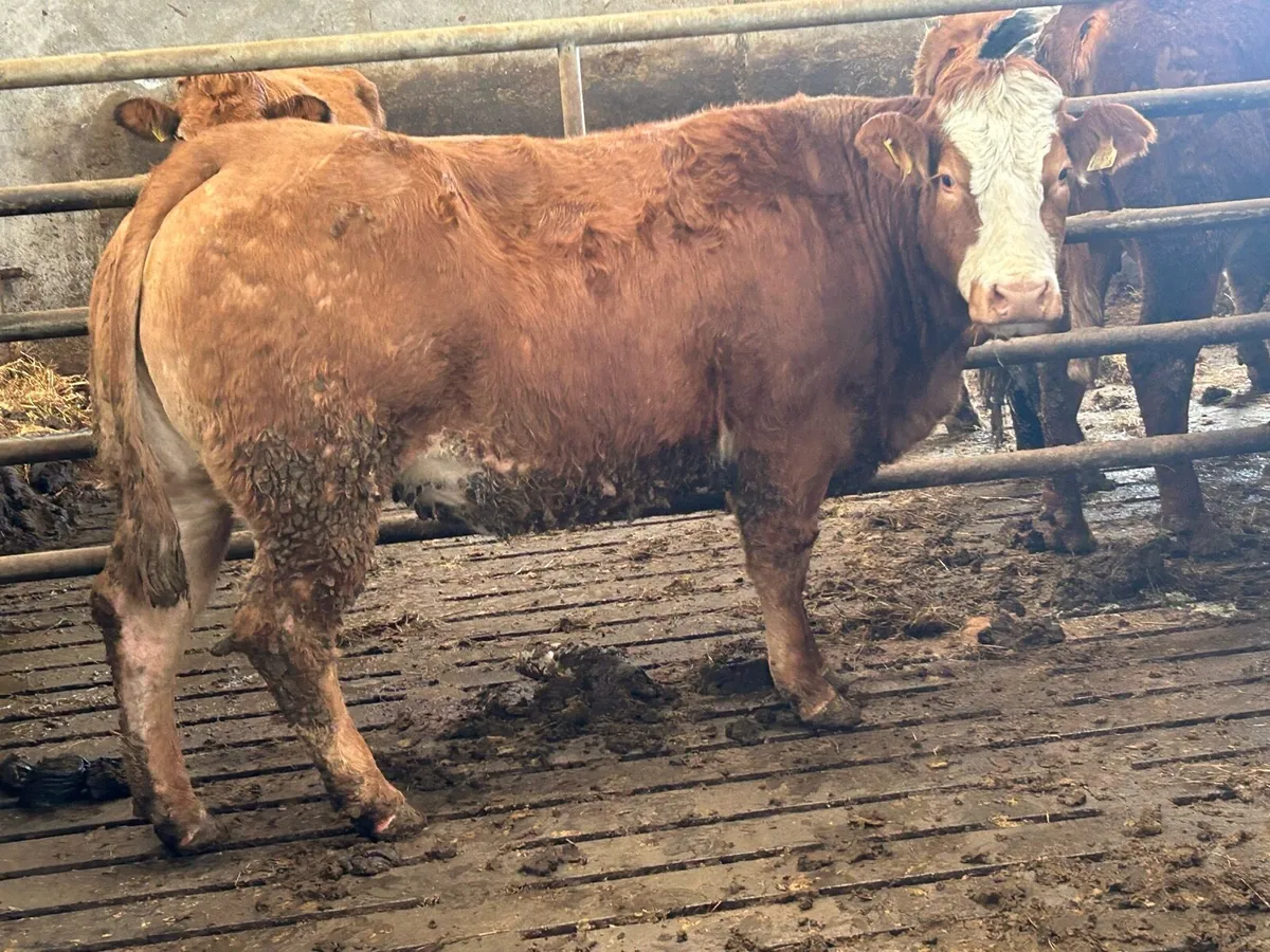 20first and second limousine incalf sucklers - Image 1