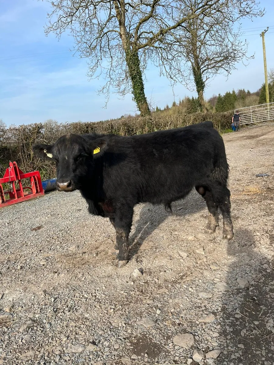 Top quality Pedigree Angus bulls - Image 4