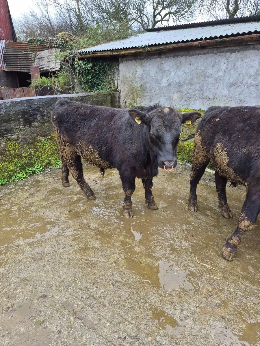 Pedigree angus bulls - Image 3