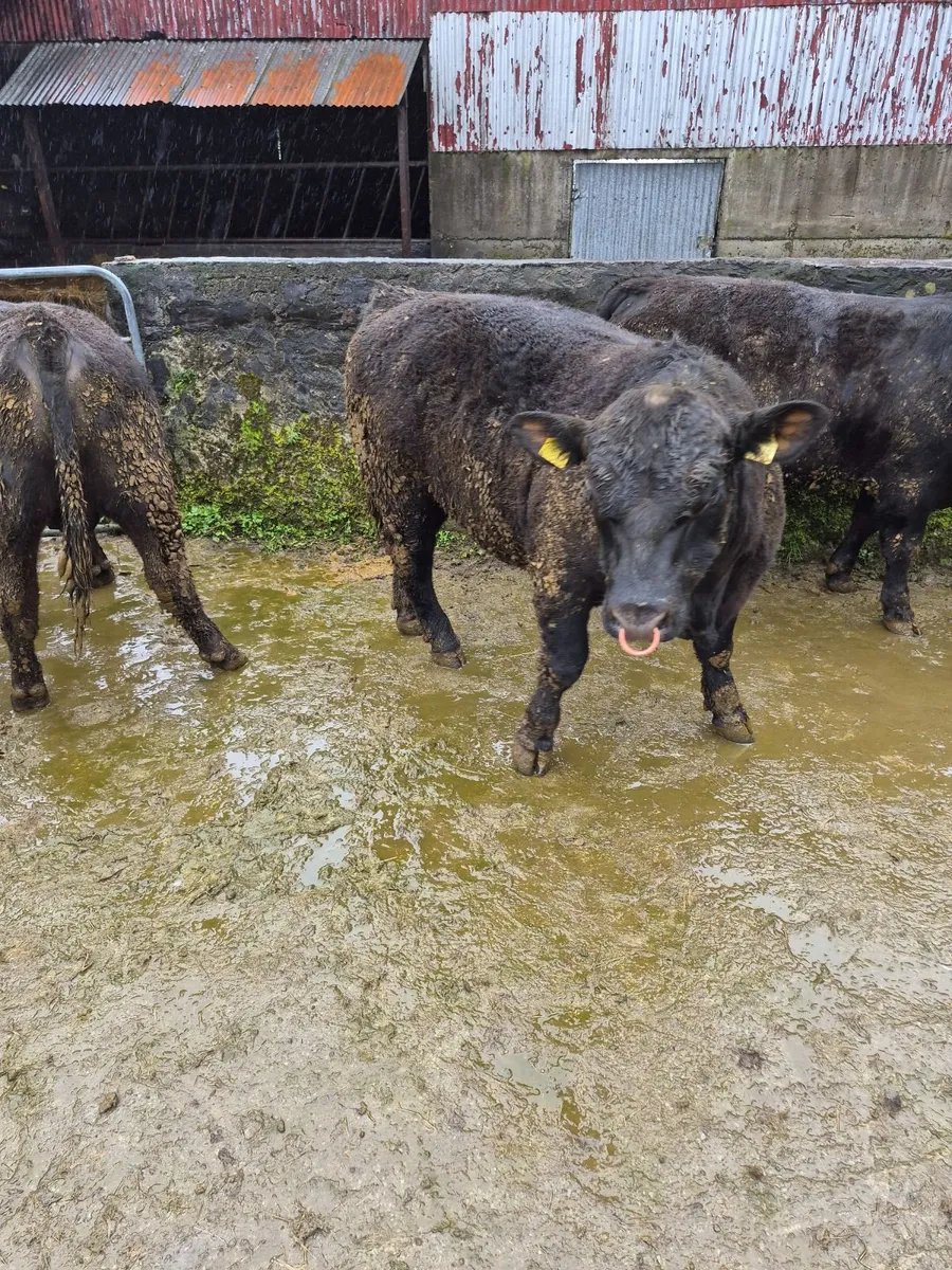 Pedigree angus bulls - Image 4