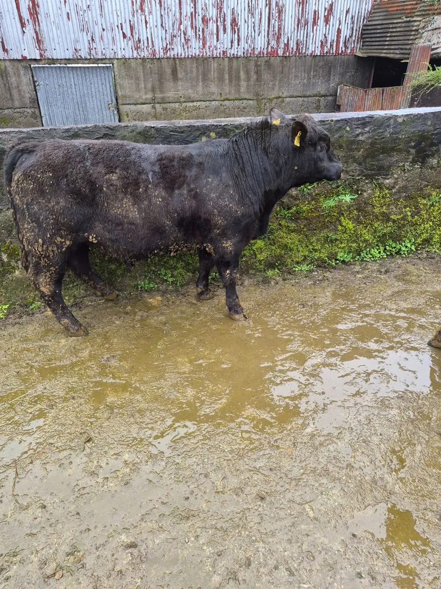 Pedigree angus bulls - Image 2