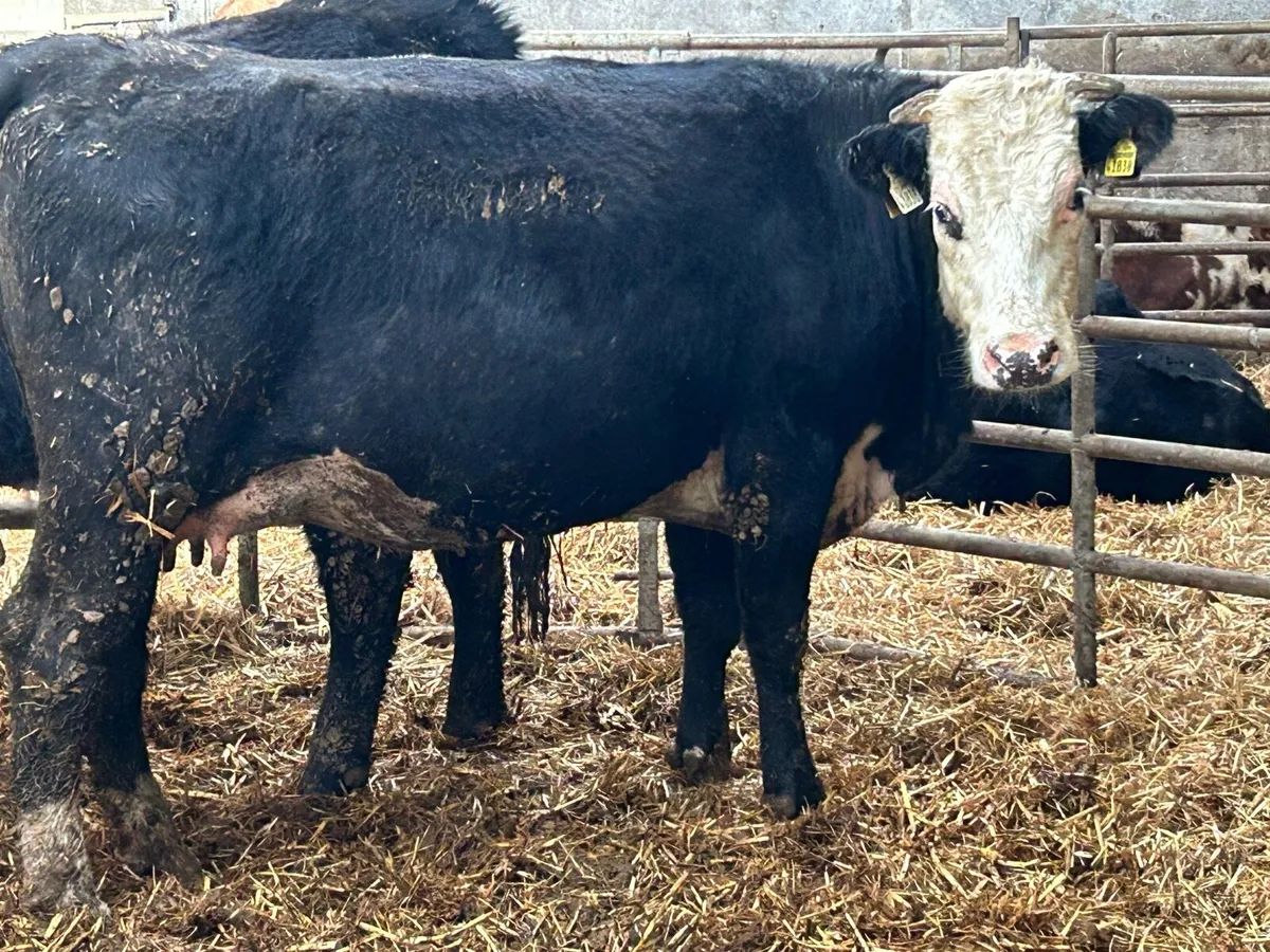 3 smashing incalf heifers - Image 3