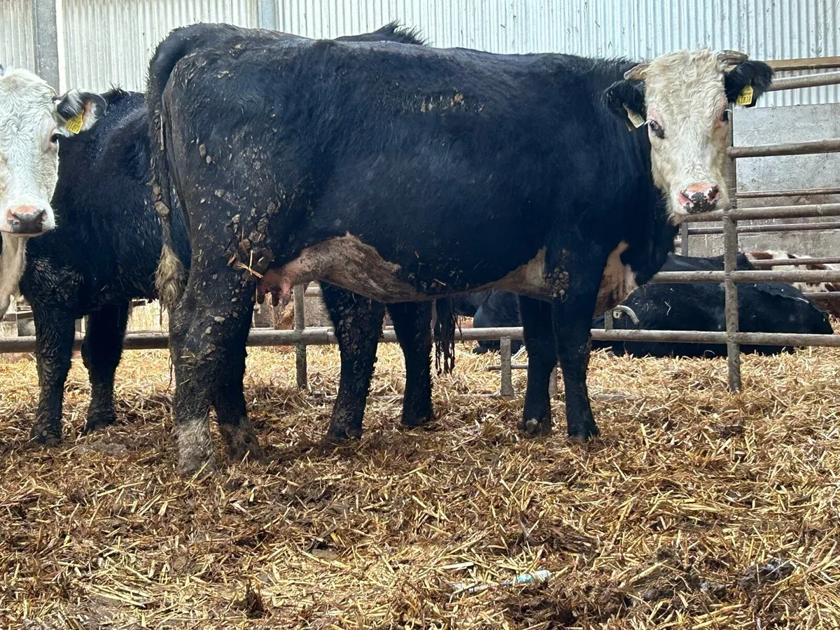 3 smashing incalf heifers - Image 2