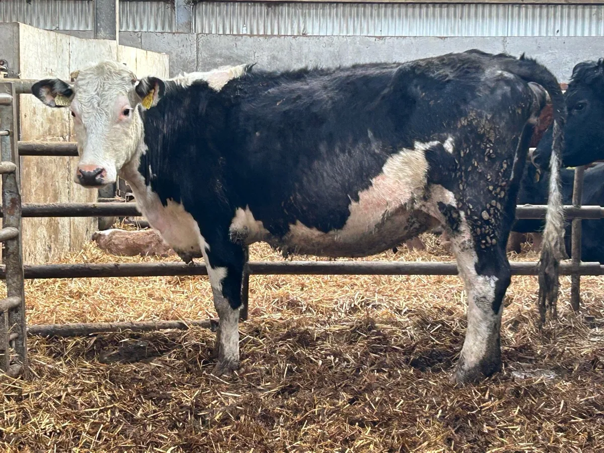 3 smashing incalf heifers - Image 4