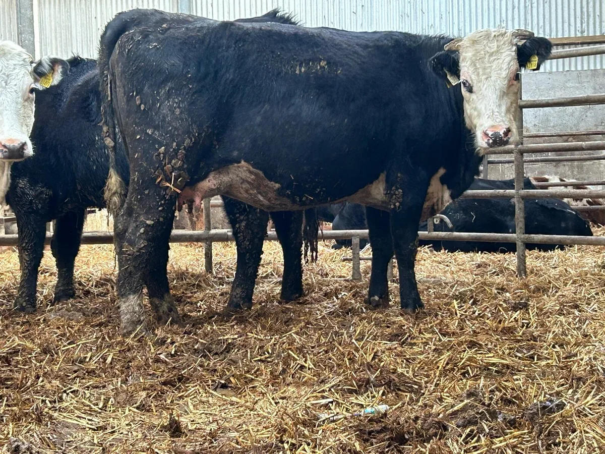 3 smashing incalf heifers - Image 1