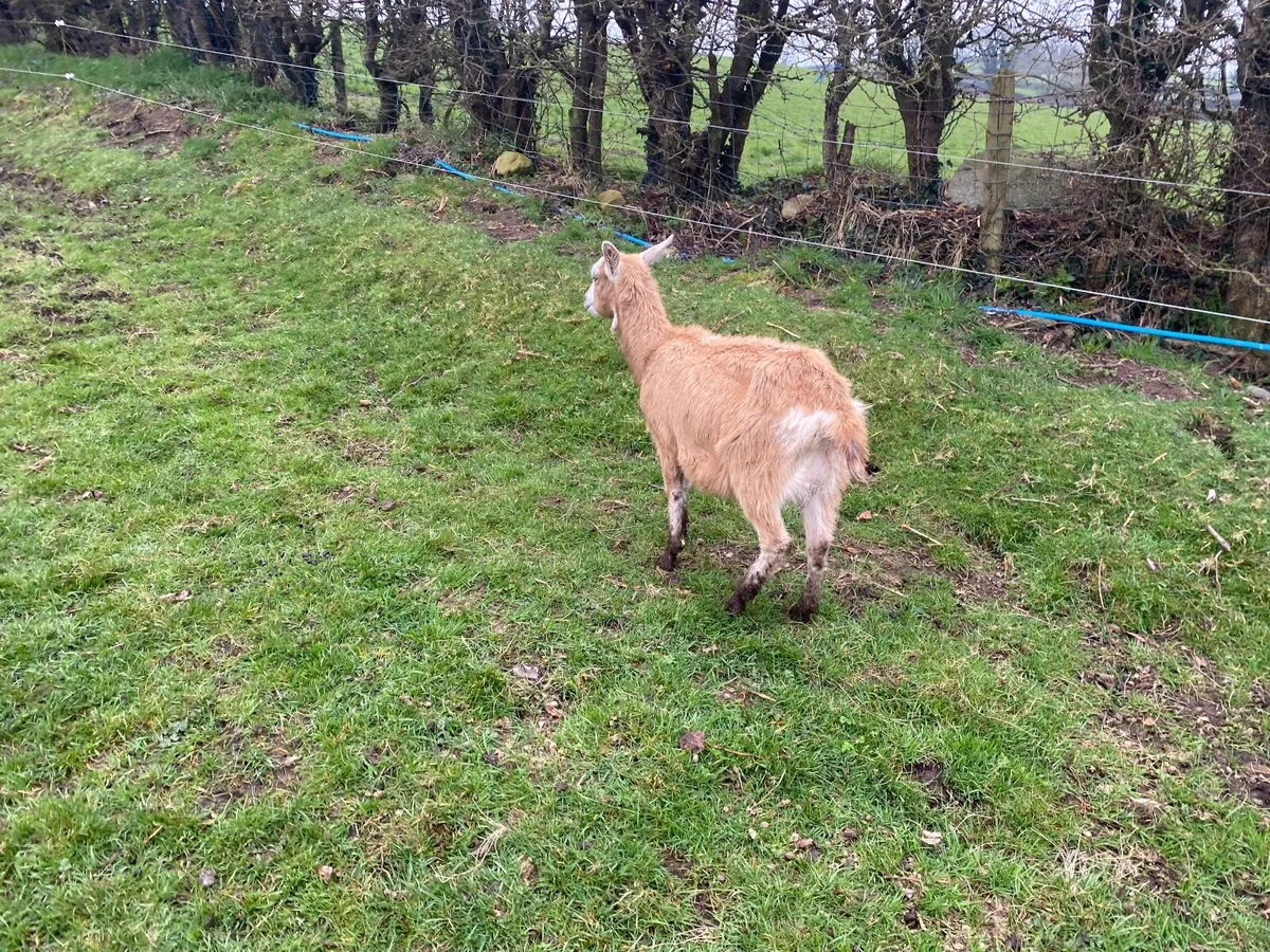 FRESHLY KIDDED YOUNG MILKING GOAT - Image 3