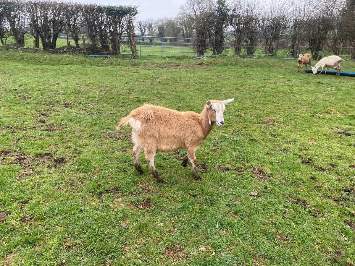 FRESHLY KIDDED YOUNG MILKING GOAT - Image 4