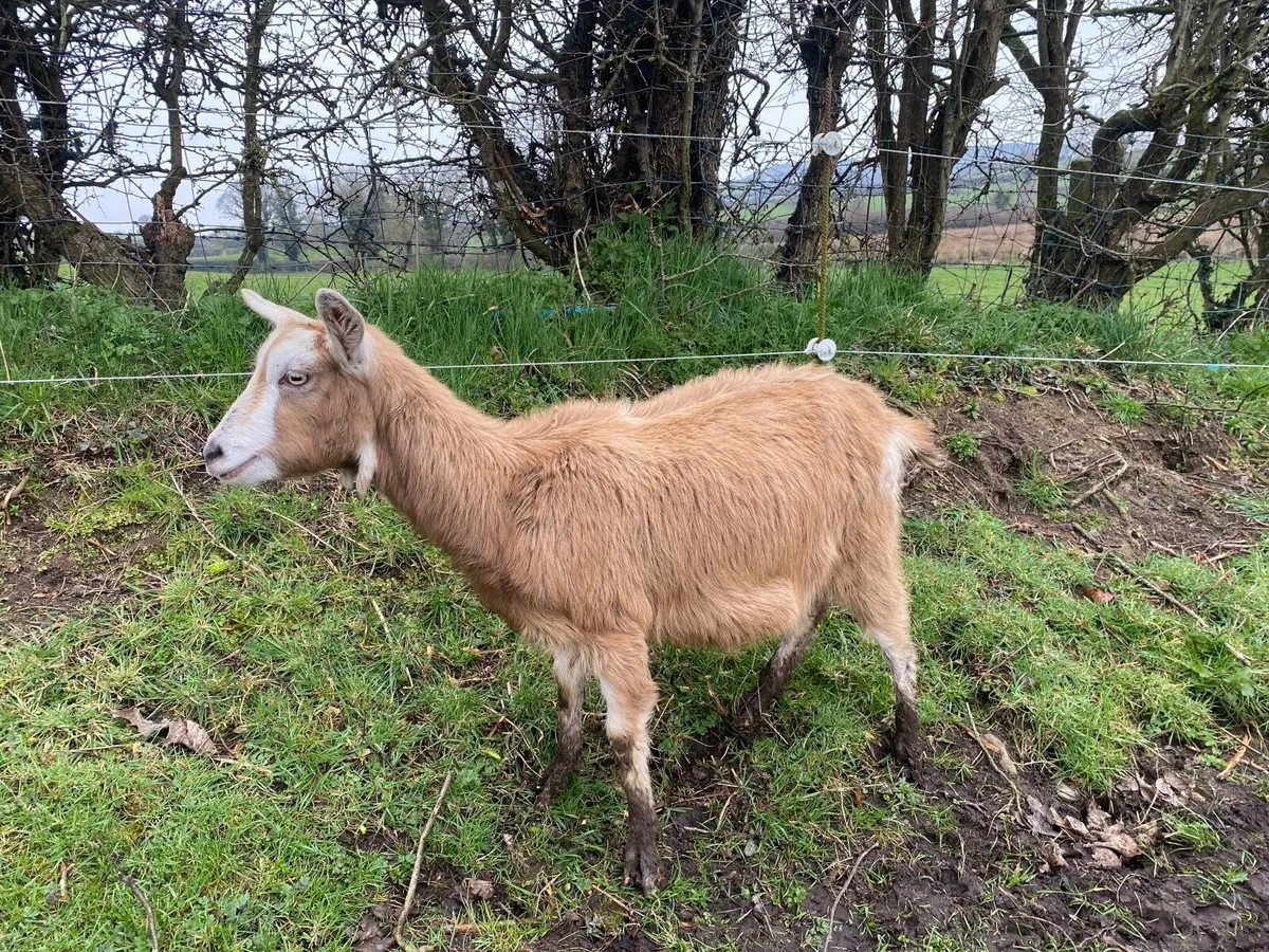 FRESHLY KIDDED YOUNG MILKING GOAT - Image 1