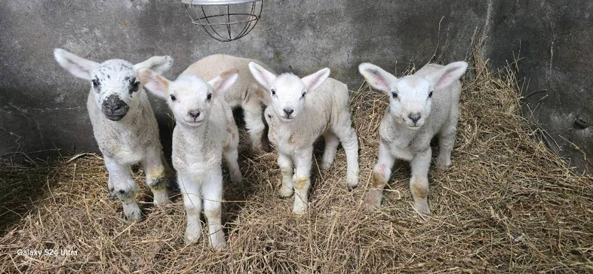 Strong Texel pet lambs