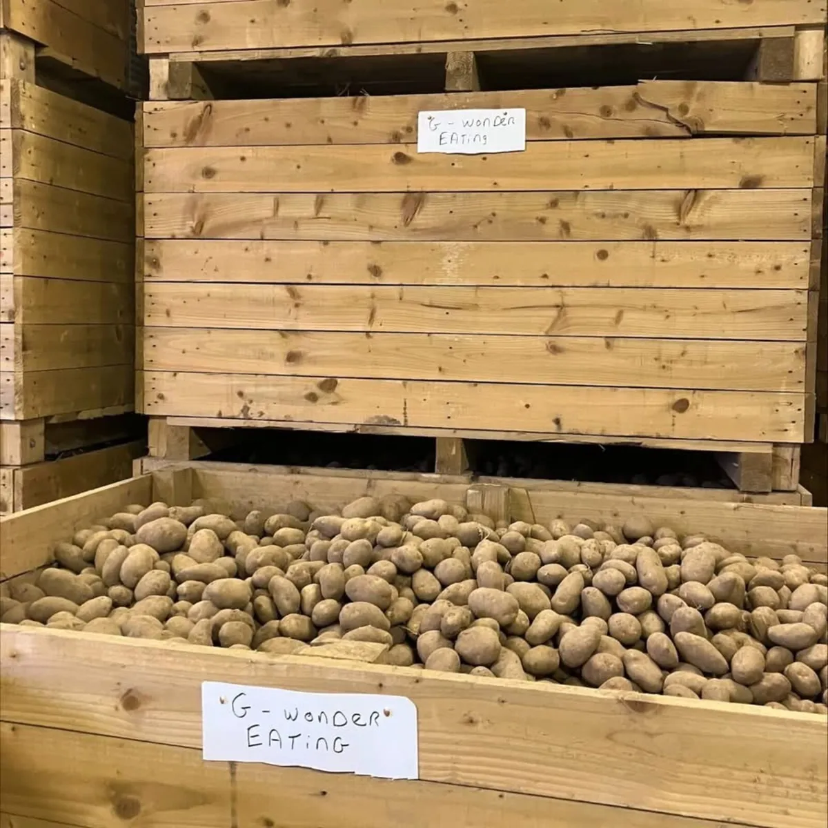 Potatoes Golden Wonders Loose