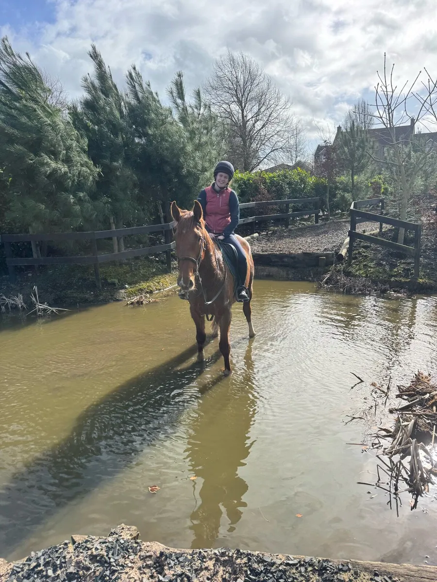 4 year old gelding by Beachball - Image 1