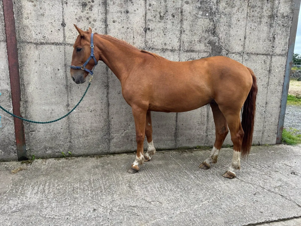 4 year old gelding by Beachball - Image 2