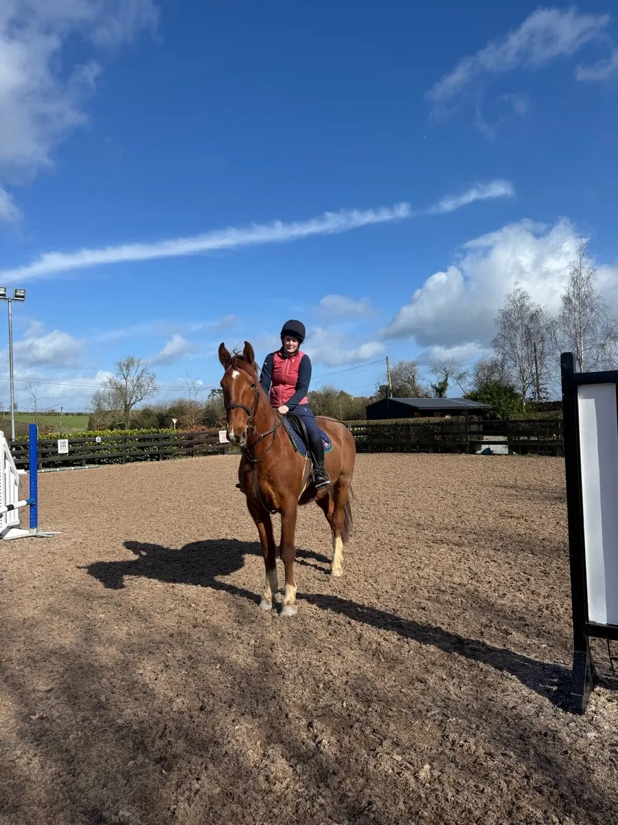 4 year old gelding by Beachball - Image 3