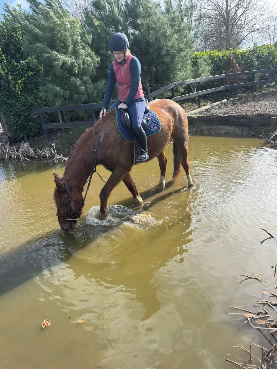 4 year old gelding by Beachball - Image 4