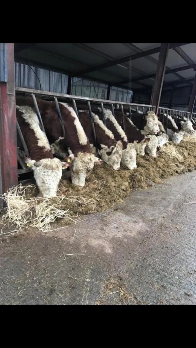 Pedigree Hereford Bulls for Sale