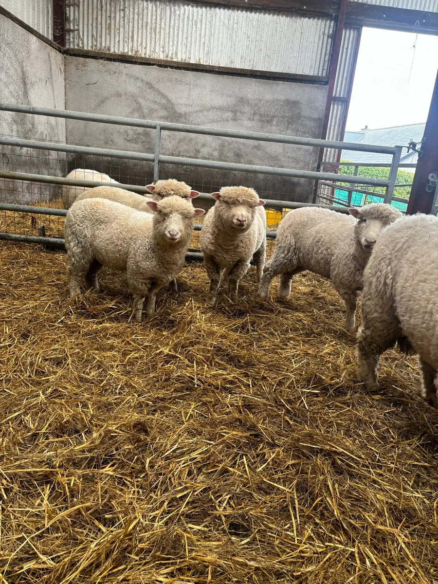 Dorset hoggets - Image 1