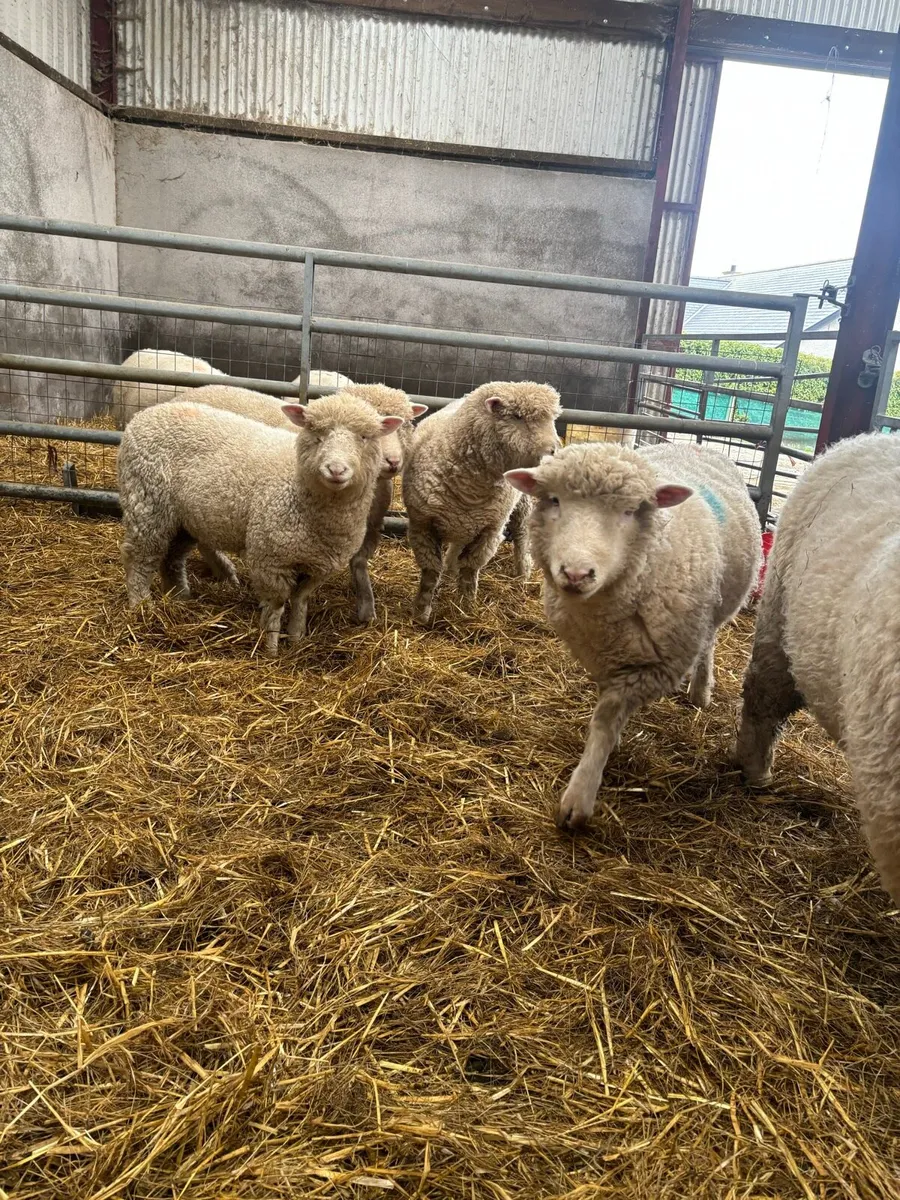 Dorset hoggets - Image 2