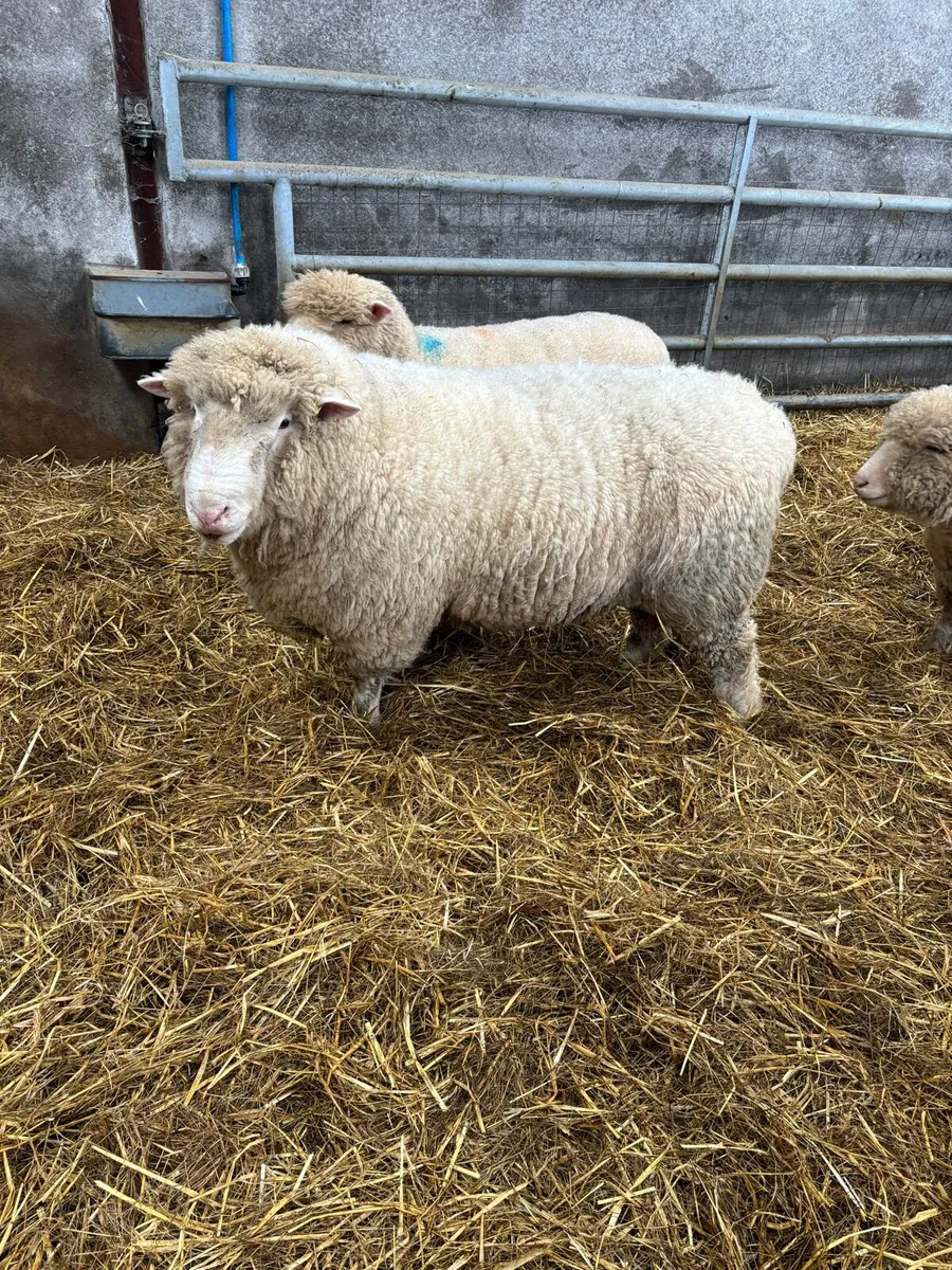 Dorset hoggets - Image 3