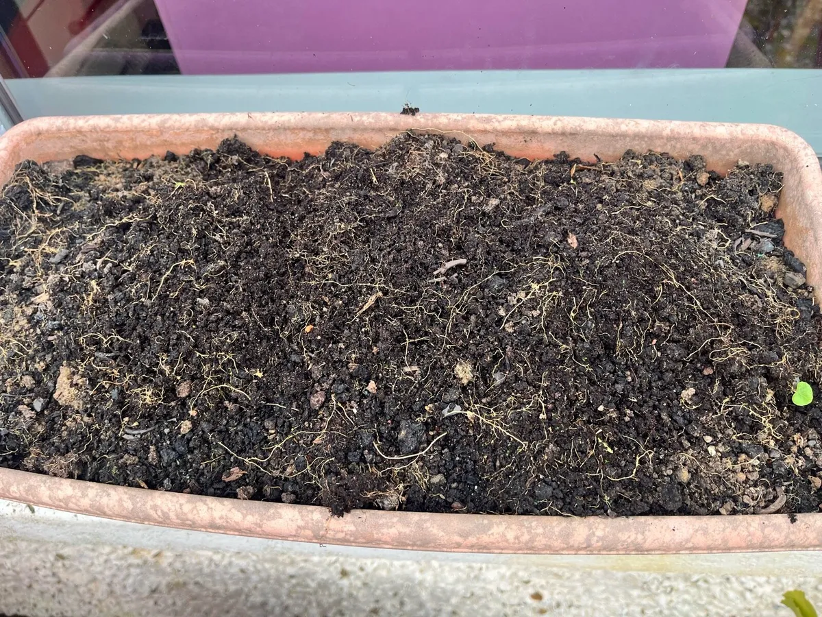 Pots with soil - Image 4