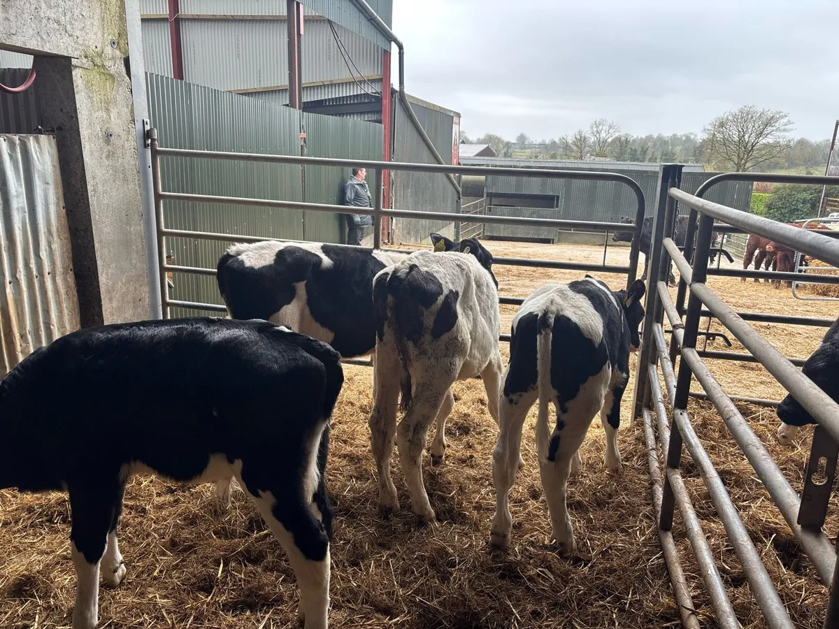 5 super weaned British Frisian bulls - Image 1