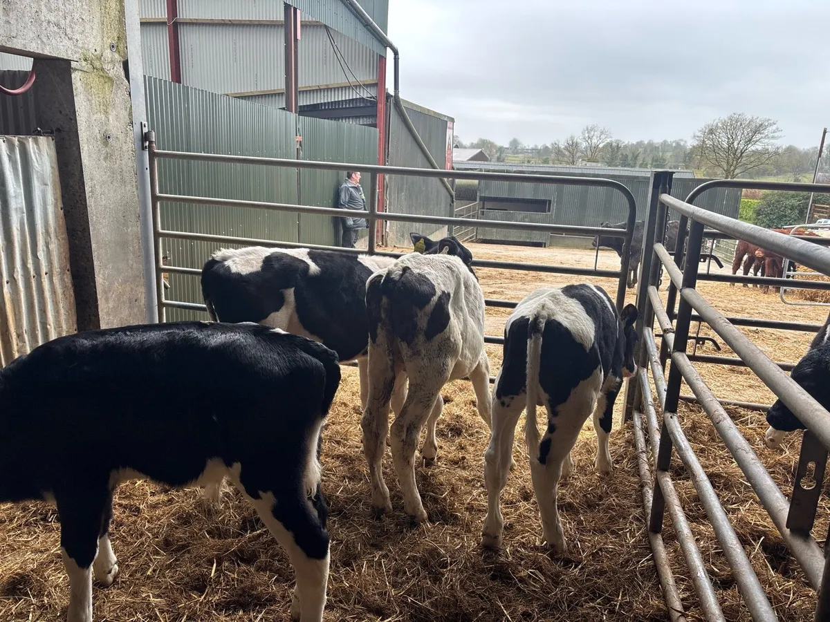 5 super weaned British Frisian bulls - Image 2