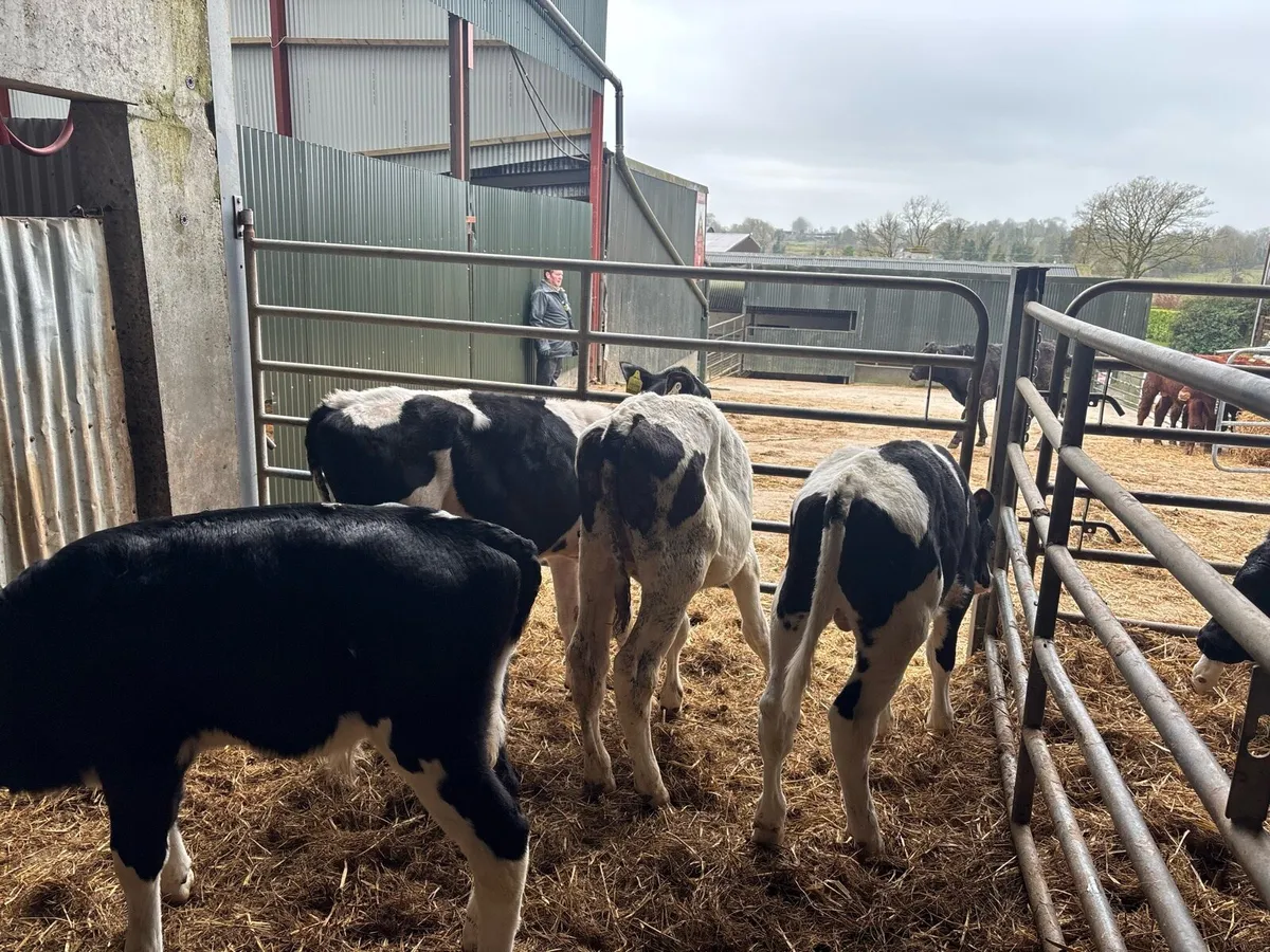 5 super weaned British Frisian bulls - Image 3