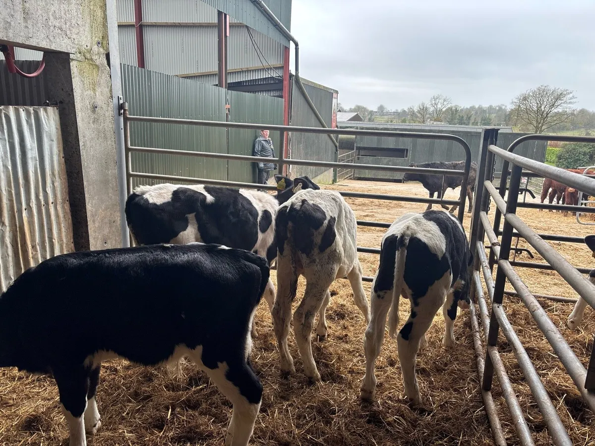5 super weaned British Frisian bulls - Image 4
