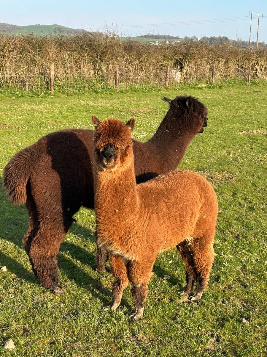 Alpacas - Image 1