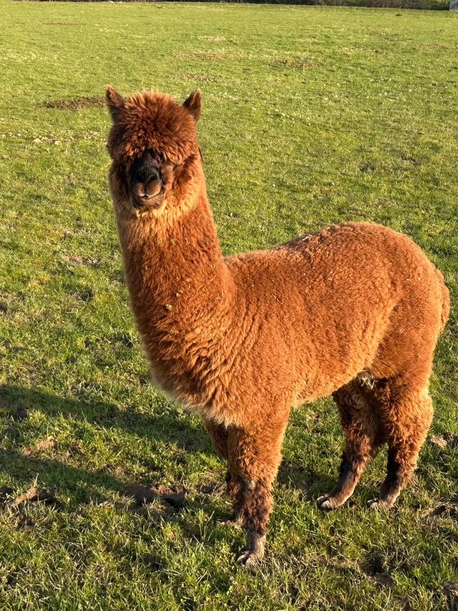 Alpacas - Image 3