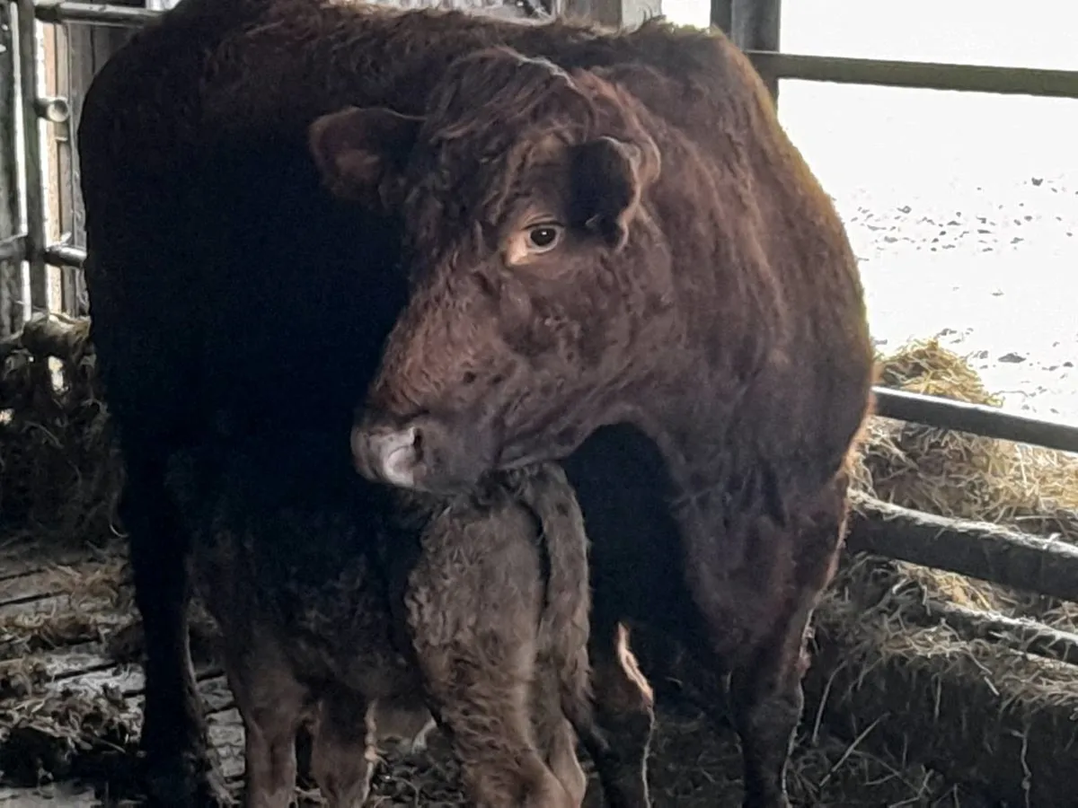 ✨️5 Star Suckler team✨️ - Image 2