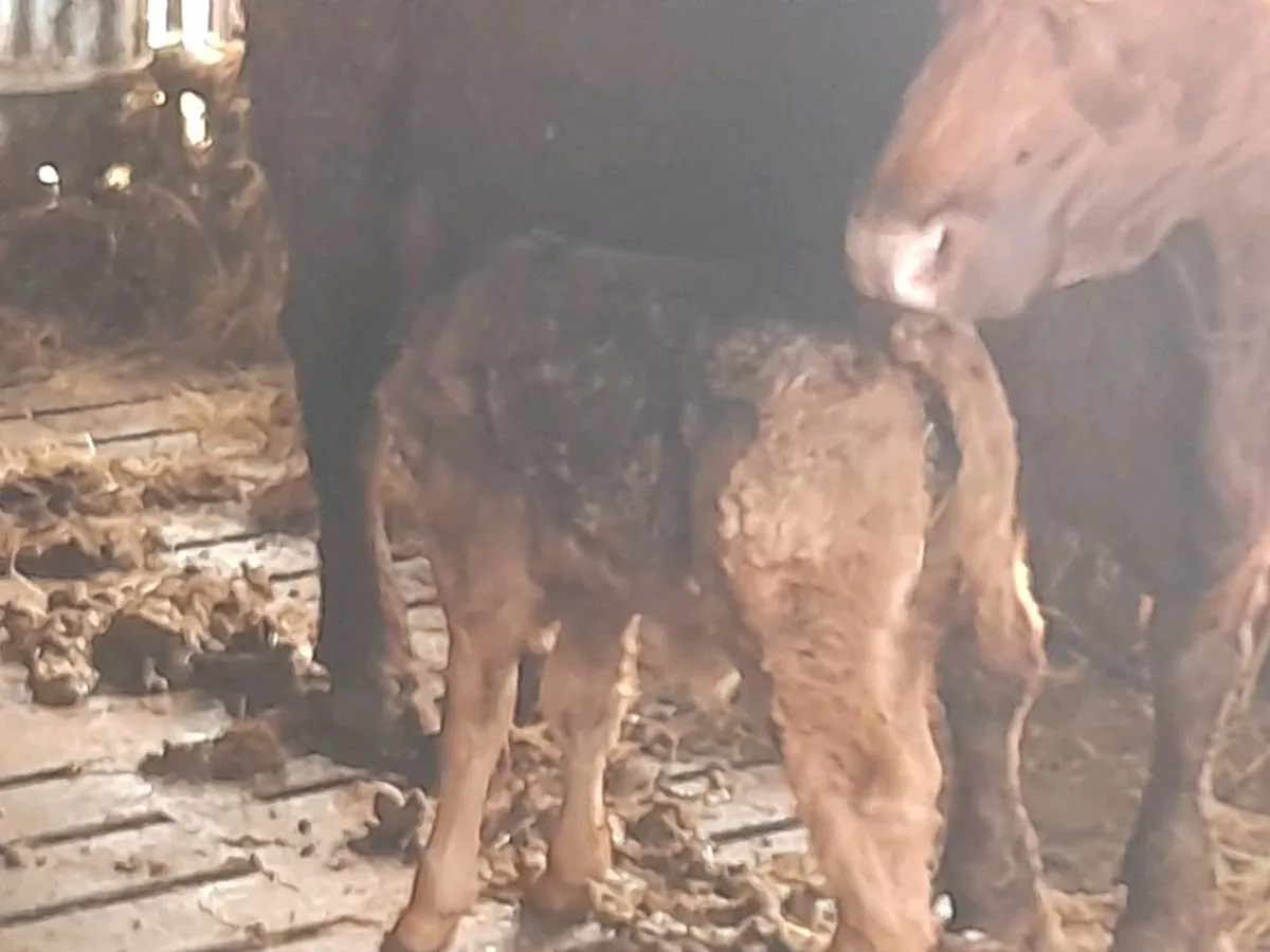 ✨️5 Star Suckler team✨️ - Image 3