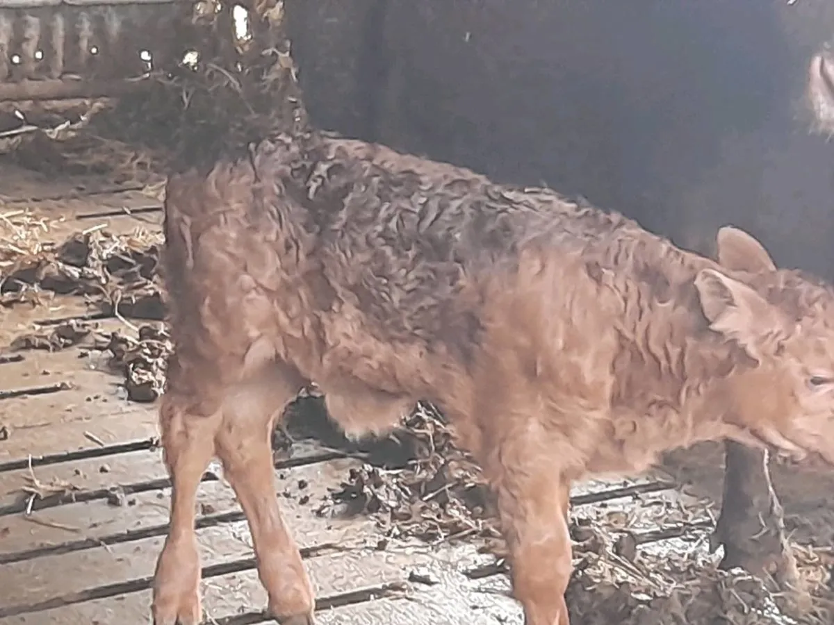 ✨️5 Star Suckler team✨️ - Image 4