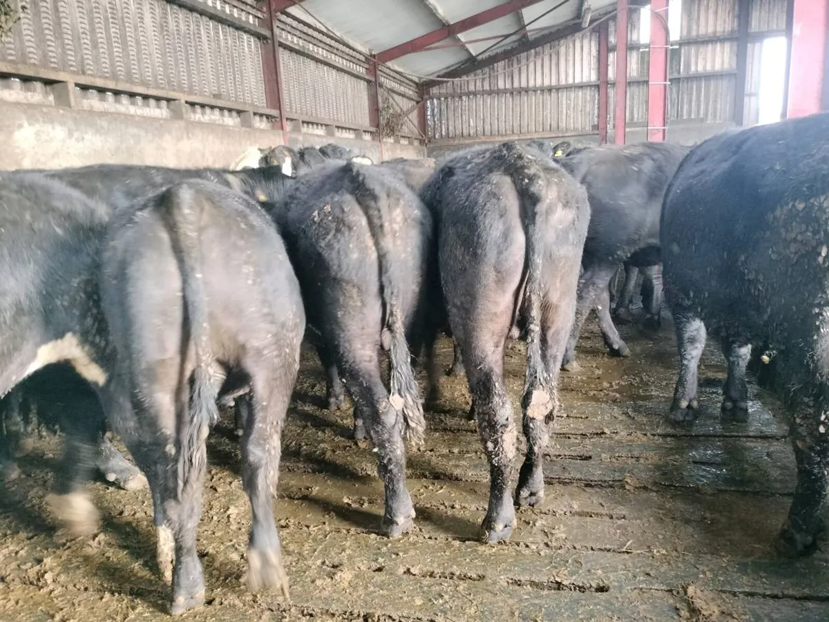 Angus Bullock's for sale - Image 1