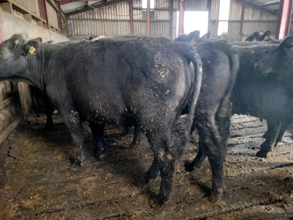 Angus Bullock's for sale - Image 3